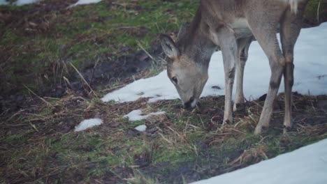 Young-Caribou-Feeds-On-Snow-Grass-Ground-During-Winter
