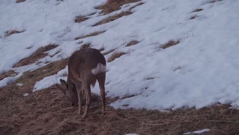 Deer-Eating-Grasses-In-Snow-Covered-Mountain-During-Winter