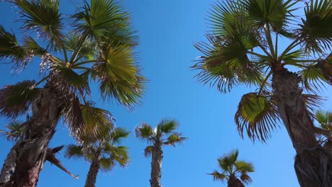 Palm-trees-are-seen-against-a-clear-blue-sky-by-the-shore-of-the-Mediterranean-sea-in-Alicante,-Spain