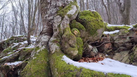 Huge-epic-tree-with-roots-above-the-ground-covered-with-green-moss