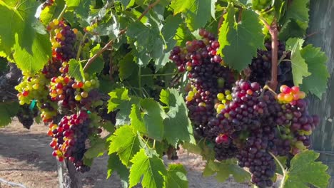 Cluster-Von-Weintrauben,-Die-In-Der-Sonne-Auf-Einem-Kalifornischen-Weinberg-Reifen
