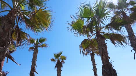 A-group-of-palm-trees-is-seen-against-a-clear-blue-sky-by-the-shore-of-the-Mediterranean-sea-in-Alicante,-Spain