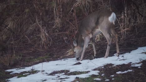 Young-Deer-Eating-Grass-With-Snow-In-The-Mountains