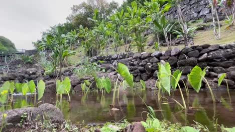 Taro-patches-in-Iao-Valley,-Hawaii-