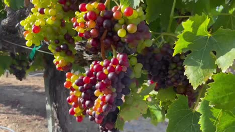 Clusters-of-wine-grapes-ripening-on-a-vine-at-a-California-vineyard