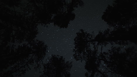 4k-Nachthimmel-Zeitraffer-Mit-Sternen-über-Dem-Kopf-Und-Silhouettierten-Bäumen-Im-Wald