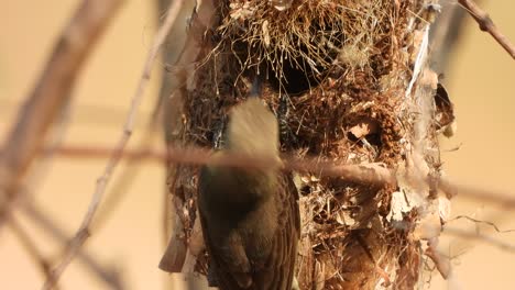Hummingbird-waiting-on-tree-for-pray