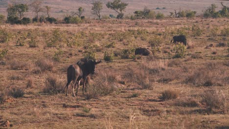 Common-Wildebeests-grazing-in-grassy-african-savannah-at-dusk
