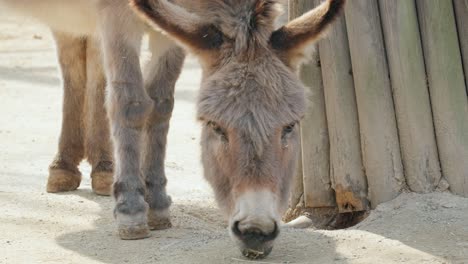 Close-Up-Of-Domestic-Ass-Donkey-At-Seoul-Grand-Park-Zoo-In-Gwacheon,-South-Korea