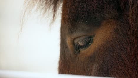 Close-Up-Of-Horse-Eye-At-The-Zoo
