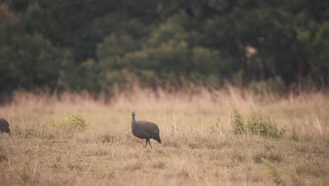 Two-Helmeted-Guineafowl-birds-foraging-for-food-in-african-savannah
