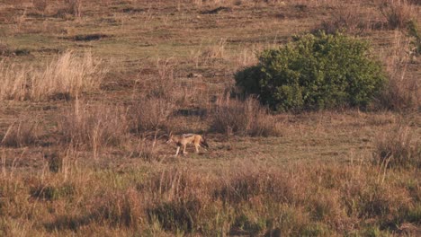 Jackal-trotting-in-african-savannah-grassland,-foraging-for-food