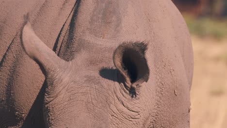 Close-up-of-white-rhinoceros-ears-with-bristles,-african-savannah