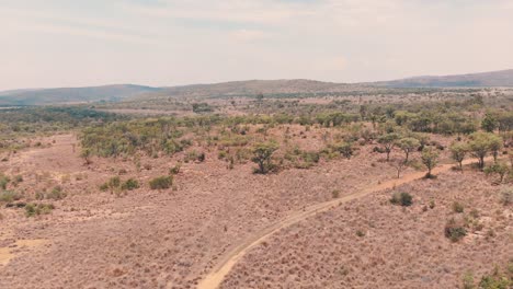 Bending-dirt-road-in-african-savannah-acacia-woodland,-drone-shot