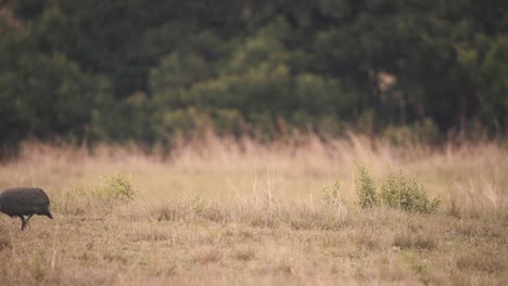 Helmeted-guineafowl-bird-walking-in-african-grass-field