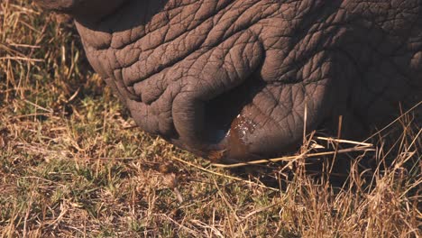 Wrinkled-snout-and-wet-nostrils-of-grazing-white-rhinoceros,-close-up