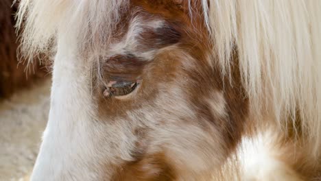 Joven-Pony-Shetland-Descansando-En-El-Zoológico-Infantil-En-El-Gran-Parque-De-Seúl,-Gwacheon,-Corea-Del-Sur