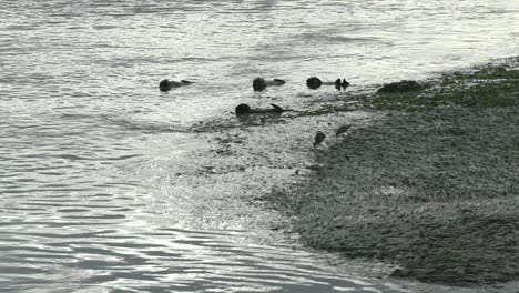 Eine-Gruppe-Südlicher-Seeotter,-Die-Sich-In-Den-Ruhigen-Und-Flachen-Gewässern-Des-Elkhorn-Slough-Ausruhen,-Mooslandung