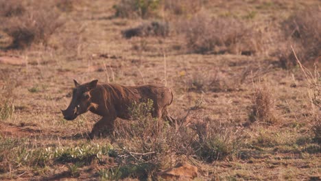 African-warthog-walking-in-african-savannah-grassland