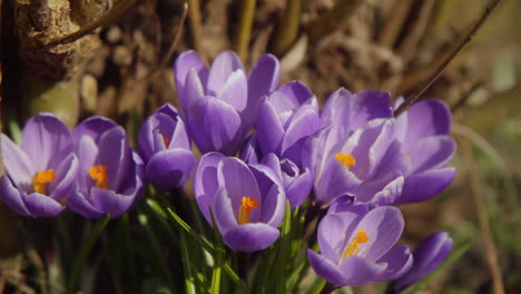Lila-Krokus-Frühlingsblumen-Wachsen-Im-Garten-4k-Nahaufnahme