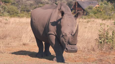 White-rhinoceros-standing-still-in-african-savannah-near-wooden-lodge