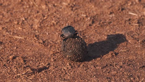 African-dung-beetle-rolling-ball-of-dung-in-dirt