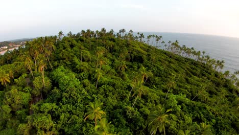 Volando-Bajo-Sobre-El-Cielo-Verde-Lleno-De-Hermosas-Palmeras-Con-Vista-Panorámica-Al-Mar,-Sri-Lanka
