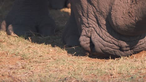 Mouth-and-muzzle-of-white-rhinoceros-grazing-on-short-grass,-close-up