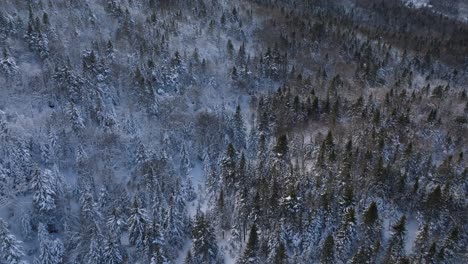 Spruce-Trees-On-Winterly-Forest-On-The-Mountains-Of-Eastern-Quebec,-Canada