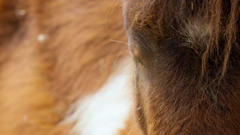 Extreme-Close-Up-Of-Beautiful-Shetland-Pony-Horse-In-Zoo-Of-Seoul-Grand-Park-In-Gwacheon,-South-Korea