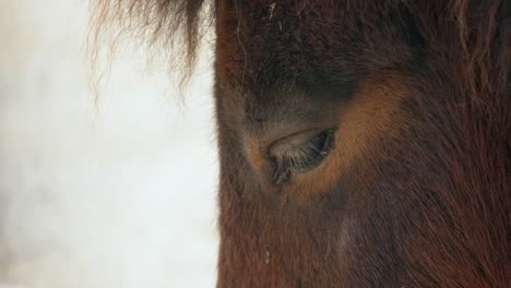 Ojos-Soñolientos-De-Un-Pony-Shetland-En-El-Zoológico-Del-Gran-Parque-De-Seúl-En-Gwacheon,-Corea-Del-Sur