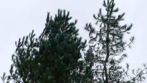 Low-angle-view-of-green-pinus-wallichiana-coniferous-evergreen-trees-on-a-cloudy-daytime