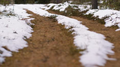 The-latter-will-snow-in-the-woods-on-the-old-road