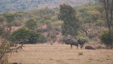 Wildebeests-resting-in-african-bushland,-baboon-monkey-walks-behind