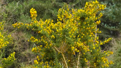 Yellow-flower-bush-tree-into-the-deep-forest-swinging-in-breeze