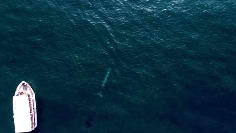 Rare-Aerial-Shot-Of-Big-Whale-Very-Close-To-White-Boat-In-Middle-Of-Blue-Ocean,-Sri-Lanka