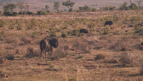 Common-wildebeest-swatting-flies-with-tail,-herd-resting-in-savannah