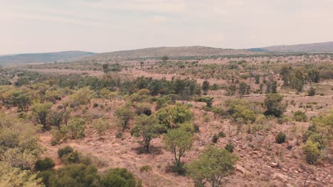 Drone-shot-of-african-savannah-bushland-with-acacia-trees-and-shrubs