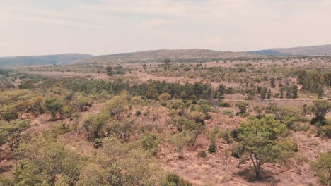 Drohnenaufnahme-Von-Trockenem-Afrikanischen-Savannenbusch-Mit-Akazienbäumen-Und-Sträuchern