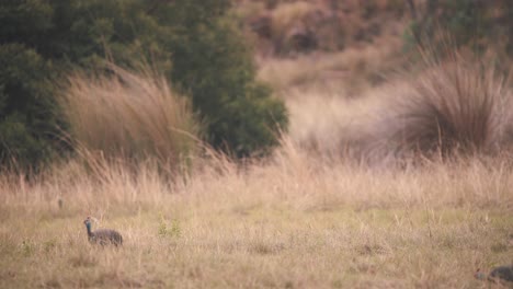 Zwei-Behelmte-Perlhühnervögel,-Die-Im-Windigen-Afrikanischen-Savannengras-Spazieren