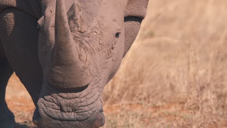 Horn-and-dirty-face-of-white-rhinoceros-in-african-savannah,-close-up