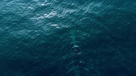 Big-whale-swimming-in-the-deep-turquoise-sea-in-Mirissa,-Sri-Lanka