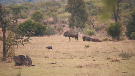 Helmeted-Guineafowl-walking-in-savannah-past-resting-wildebeests