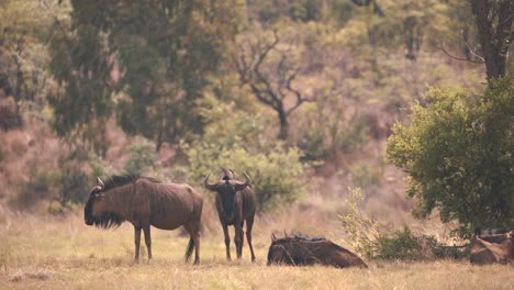 Common-wildebeests-resting-in-savannah-bushland,-baboons-walk-behind