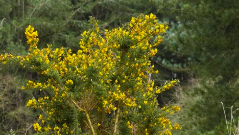 Gelber-Blumenbuschbaum-Am-Wald,-Der-Im-Wind-Schwankt