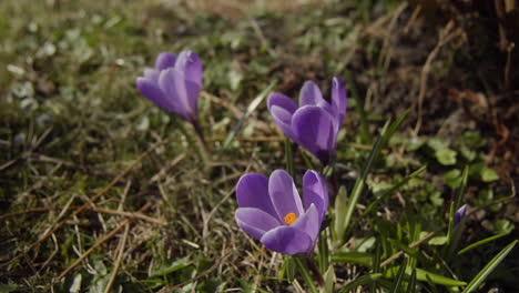 Three-Purple-crocus-growing-in-the-garden-in-spring-time-right-before-easter-4K-Close-Up
