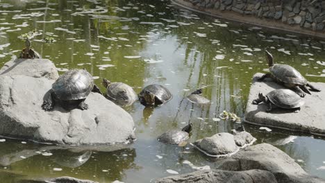 Turtles-getting-sun-on-rock-in-pond,-Lima-Peru-4k-24fps--Timelapse