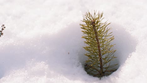 The-latter-will-bring-in-the-forest-new-pine-seedlings