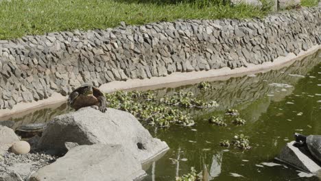 Turtle-sunbathing-on-rock-in-pond-Lima-Peru--4k