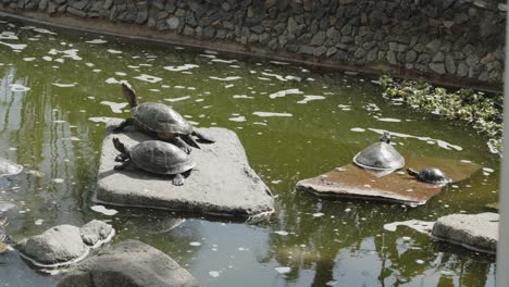 Turtles-getting-sun-on-rocks-in-pond,-Lima-Peru-4k-24fps--Timelapse